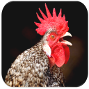 suara ayam jantan Icon