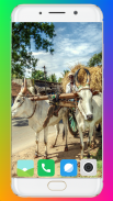 Bullock Cart Wallpaper Full HD screenshot 6