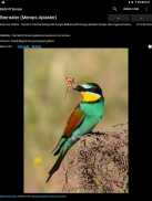 Birds Of Europe Guide screenshot 1