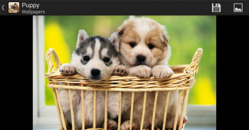 Puppy - HD Wallpapers screenshot 5