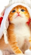 Cute Cats Wallpapers screenshot 2