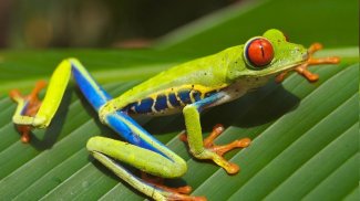 Poison Frog. Smart Wallpaper screenshot 0