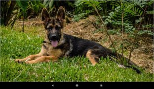 Dog German Shepherd Wallpapers screenshot 6