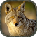 Coyote Hunting Calls Icon
