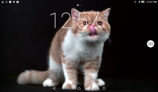 Cats Shake Live Wallpaper screenshot 4