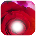 Rose Photo Frame Icon