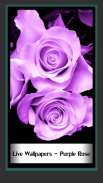 Papéis de Parede - Purple Rose screenshot 0