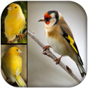 Singing Birds & Wallapaper -goldfinch & canary