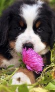 Bernese Mountain Dogs Wallpap screenshot 2