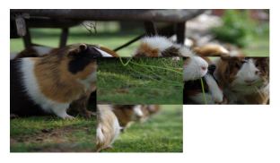 Hamster Puzzle- just beautiful pictures jigsaw screenshot 4