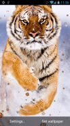 Tiger Live Wallpaper screenshot 1