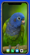 Parrot Wallpaper HD screenshot 10