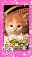 Cute Kittens Live Wallpaper screenshot 1