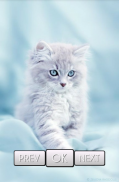 Cute Cat Wallpaper HD screenshot 4