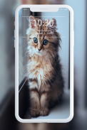 Cute Cat Wallpaper screenshot 2