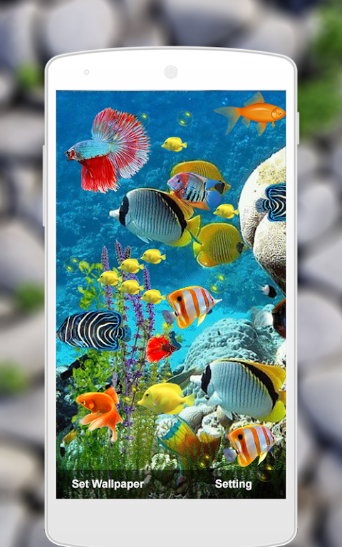 Fish Live Wallpaper Aquarium APK for Android Download