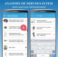 Nervous System Anatomy - Atlas screenshot 2