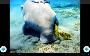 Best Sea Animals screenshot 2