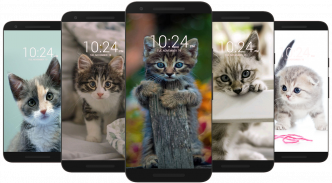 Kitten & Cute Cat Wallpaper HD screenshot 6