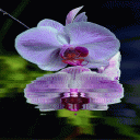 Purple Orchid Flower LWP Icon