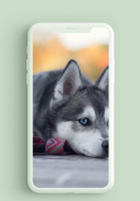 Husky Puppies Wallpaper HD screenshot 0