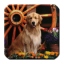 Dog - HD Wallpapers Icon