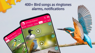 पक्षी गीत: रिंगटोन screenshot 8