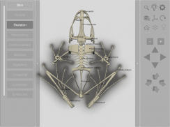 3D Frog Skeleton screenshot 0