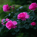 Rainy Pink Flowers LWP