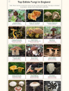 Shroomify - UK Mushroom ID screenshot 15