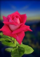 Beautiful flowers and roses pictures Gif screenshot 14