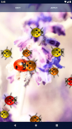 Cute Ladybug Live Wallpaper screenshot 6