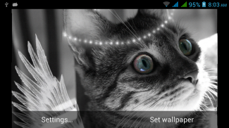 Cute Cats Live Wallpapers screenshot 2