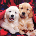 Cute Puppies Live Wallpaper Icon