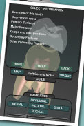 Real Tooth Morphology Free screenshot 4