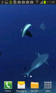 Акула Живые Видео Обои screenshot 2