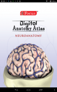 NEUROANATOMY - Digital Atlas screenshot 8