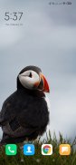 Puffin Wallpapers screenshot 5