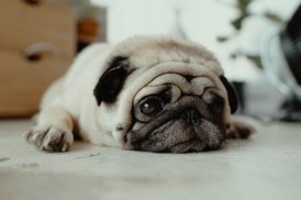 Pug Wallpaper: backgrounds hd screenshot 23