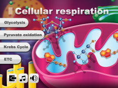 Biology Cellular Respiration L screenshot 6