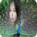 Peacock Feathers Photo Frames - Baixar APK para Android | Aptoide