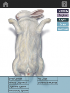 The Visible Bunny screenshot 5