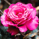 Roses live wallpaper. Beautiful roses for girls Icon