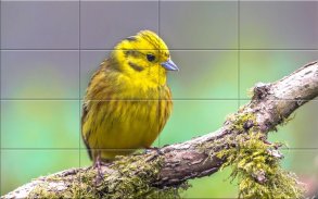 Agréable Birds Puzzle screenshot 6