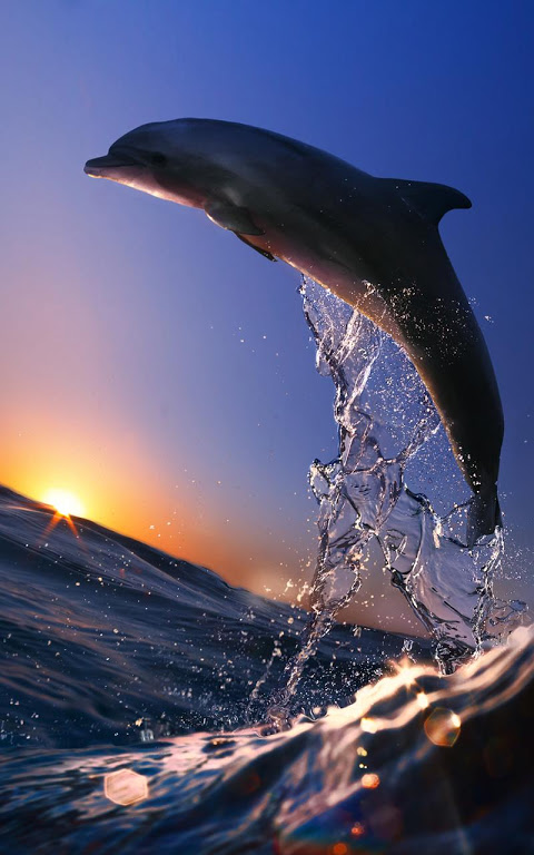 50+] Free Live Dolphin Wallpaper - WallpaperSafari