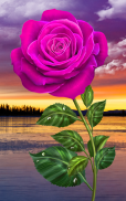 Rose. Magic Touch Flowers screenshot 5