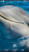Dolphins 4K Live Wallpaper screenshot 2