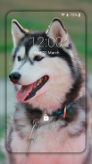 Husky dog Wallpaper HD Themes screenshot 3