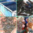 freshwater crayfish cultivation