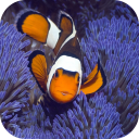 Anemone. Animals Wallpapers